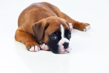Obraz premium Adorable puppy lying on the floor
