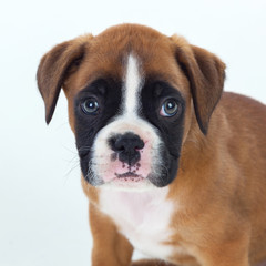 Adorable boxer puppy sitting