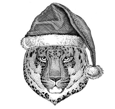 Wild cat Leopard Cat-o'-mountain Panther wearing christmas hat New year eve Merry christmas and happy new year Zoo life Holidays celebration Santa Claus hat