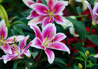 Colorful of lilly flower in garden.