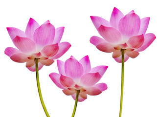Obraz na płótnie Canvas Pink Lotus isolated on white background.