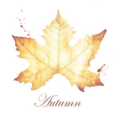 watercolor painting of Autumn with maple leaves drawing.