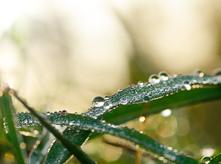 Dew on the grass on background.