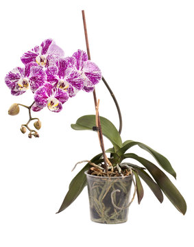 Phalaenopsis orchid bush in a pot on a white background 