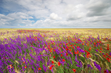 Fototapety  Meadow of wheat spring flowers