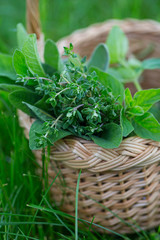 fresh herbs in basket