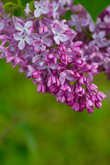 growing lilac