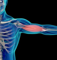 Medical muscle illustration of biceps. 3d illustration