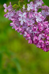 growing lilac