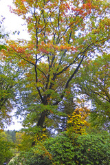 Autumn Impression from the Saxony forest, near Hamburg. Germany