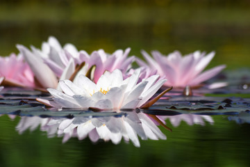 Seerosen am Teich © medwedja