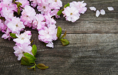 Naklejka na ściany i meble Spring sakura blossom