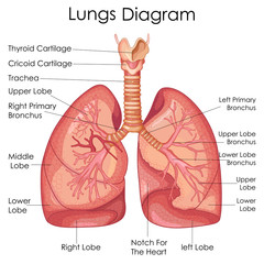 Medical Education Chart of Biology for Lungs Diagram