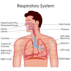 Medical Education Chart of Biology for Respiratory System Diagram