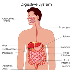 Medical Education Chart of Biology for Digestive System Diagram