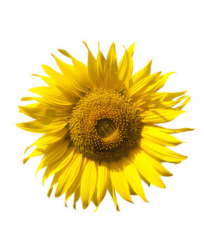 Sunflower isolate on white background
