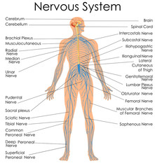 Medical Education Chart of Biology for Nervous System Diagram