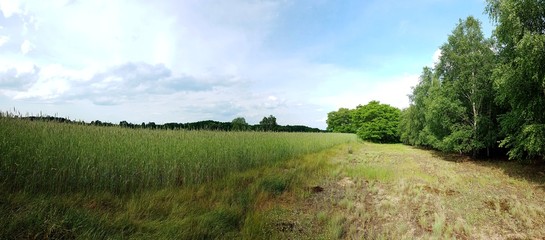 Panorama. Las. Pole. Zboża © michalsen