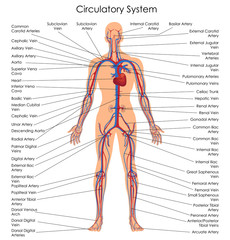 Medical Education Chart of Biology for Circulatory System Diagram