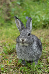 Naklejka na ściany i meble gray rabbit / Gray rabbit on the meadow 