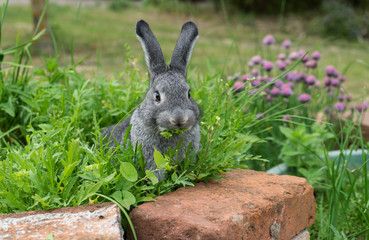 little gray rabbit / A gray rabbit sits in the herb bed and eats  
