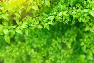 Obraz premium fresh and green leaves on green background.