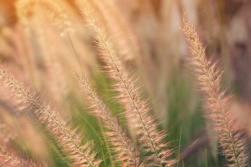 Grass flowers in the evening