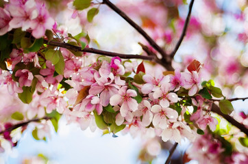 Fototapeta na wymiar Цветущая яблоня. Весенний цвет. Цветущее дерево. Яблоневый сад.