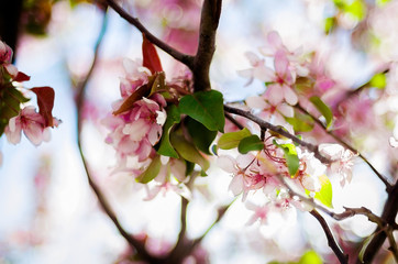 Цветущая яблоня. Весенний цвет. Цветущее дерево. Яблоневый сад.