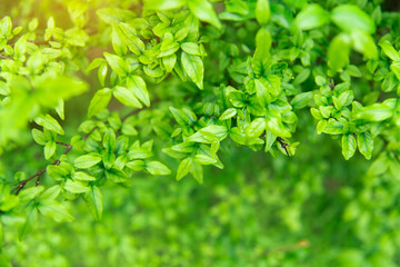 Fototapeta na wymiar fresh and green leaves on background.