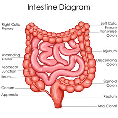 Medical Education Chart of Biology for Intestine Diagram