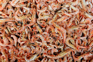 A lots of small shrimp as a background