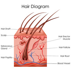 Medical Education Chart of Biology for Hair Diagram