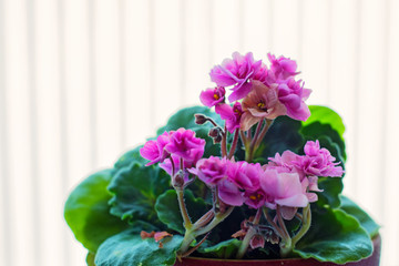 Fototapeta na wymiar Flowerpot with violets