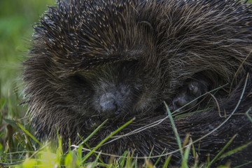 Sleeping hedgehog