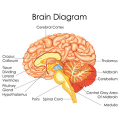 Medical Education Chart of Biology for Human Brain Diagram