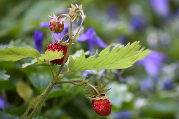 Wilde Erdbeeren selbst pflücken gehen.