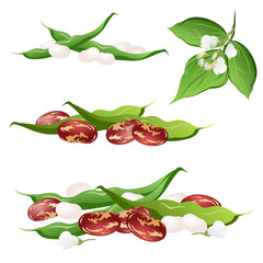 Bean  (Phaseolus vulgaris, common bean). Set of hand drawn vector illustrations of bean pods and flowers on white background.