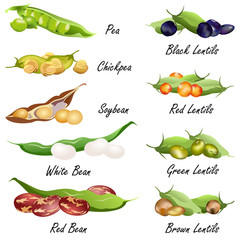 Beans (common bean. pea, chickpea, soybean, lentil ). Set of hand drawn vector illustrations of various legumes seeds (pulses) on white background.