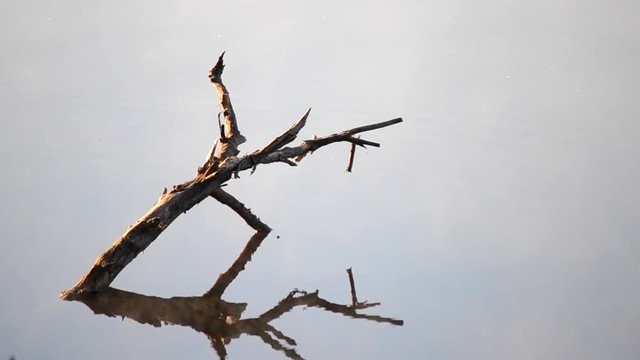 Old branch of a tree in water with Ripples and a mirror surface with a morning haze