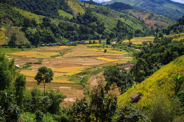 Golden Rice Field, a beautiful natural beauty on mountain in Nan, Nan Province, Thailand.