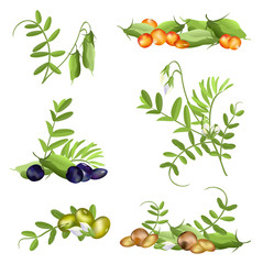 Lentil  (Lens culinaris). Set of hand drawn vector illustrations of lentil plant with pods, flowers and various seeds on white background.