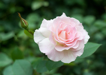 Pink rose