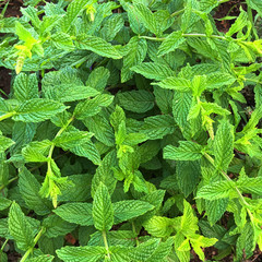 Mint plant grow at vegetable garden