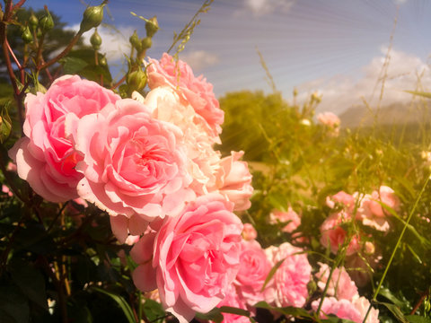 Colorful Pink Rose In Garden With Blue Sky And Clouds Background And Gold Light In Morning Background In Chart Farm, Cape Town, South Africa