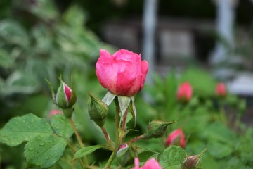 pink rose