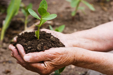 Hands holding a young green sprout in the ground