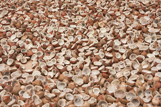 Broken coconuts drying in the sun to harvest the copra