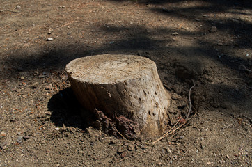 Cut tree trunk in the forest.
