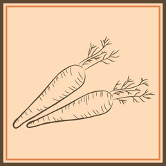 Farm carrot vegetable isolated sketch. Fresh carrot orange root with leaves. Carrot plant icon for vegetarian food, organic farming themes design